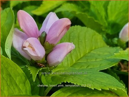 Chelone lyonii &#039;Pink Temptation&#039; | Schildpadbloem, Slangenkop | Lyons Schlangenkopf | Pink Turtlehead