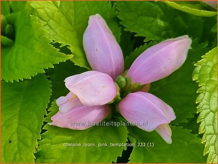 Chelone lyonii &#039;Pink Temptation&#039; | Schildpadbloem, Slangenkop | Lyons Schlangenkopf | Pink Turtlehead