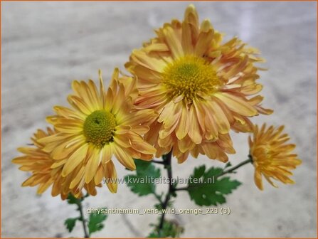 Chrysanthemum &#039;Vens Wild Orange&#039; | Tuinchrysant, Chrysant | Herbstchrysantheme | Chrysanthemum