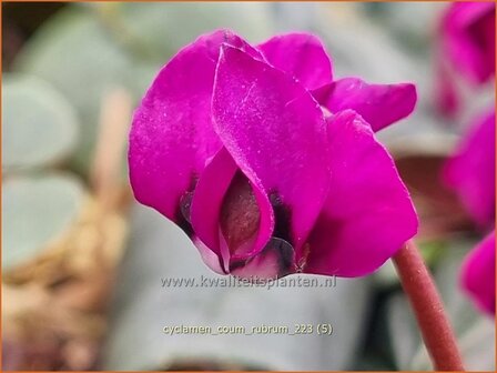 Cyclamen coum &#039;Rubrum&#039; | Rondbladige cyclaam, Cyclaam, Alpenviooltje, Tuincyclaam | Fr&uuml;hlings-Alpenveilchen | Easter