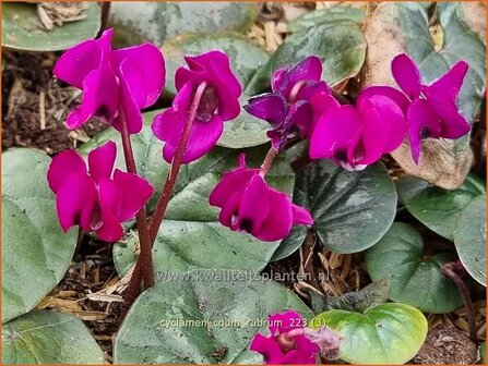 Cyclamen coum &#039;Rubrum&#039; | Rondbladige cyclaam, Cyclaam, Alpenviooltje, Tuincyclaam | Fr&uuml;hlings-Alpenveilchen | Easter