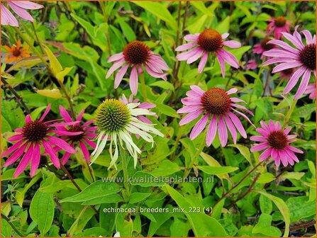 Echinacea &#039;Breeders Mix&#039; | Rode zonnehoed, Zonnehoed | Roter Sonnenhut | Purple Coneflower