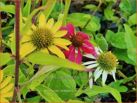 Echinacea &#039;Breeders Mix&#039; | Rode zonnehoed, Zonnehoed | Roter Sonnenhut | Purple Coneflower