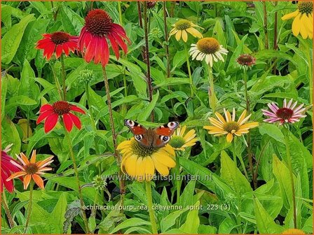 Echinacea purpurea &#039;Cheyenne Spirit&#039; | Rode zonnehoed, Zonnehoed | Roter Sonnenhut | Purple Coneflower