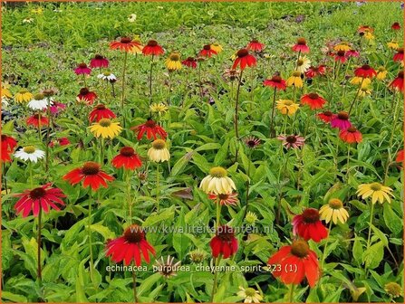 Echinacea purpurea &#039;Cheyenne Spirit&#039; | Rode zonnehoed, Zonnehoed | Roter Sonnenhut | Purple Coneflower