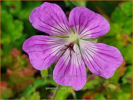 Geranium &#039;Kelly-Anne&#039; | Ooievaarsbek, Tuingeranium, Geranium | Storchschnabel | Cranesbill