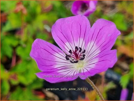Geranium &#039;Kelly-Anne&#039; | Ooievaarsbek, Tuingeranium, Geranium | Storchschnabel | Cranesbill