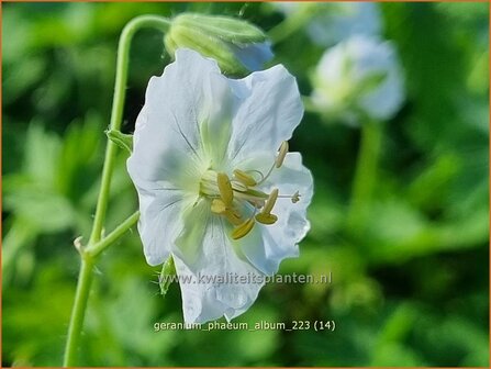 Geranium phaeum &#039;Album&#039; | Donkere ooievaarsbek, Ooievaarsbek, Tuingeranium, Geranium | Brauner Storchschnabel | Dusky