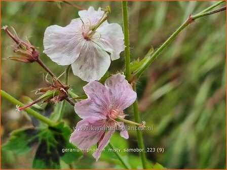 Geranium phaeum &#039;Misty Samobor&#039; | Donkere ooievaarsbek, Ooievaarsbek, Tuingeranium, Geranium | Brauner Storchschn