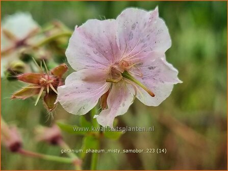 Geranium phaeum &#039;Misty Samobor&#039; | Donkere ooievaarsbek, Ooievaarsbek, Tuingeranium, Geranium | Brauner Storchschn