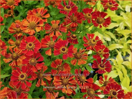 Helenium &amp;#39;Dunkle Pracht&amp;#39;