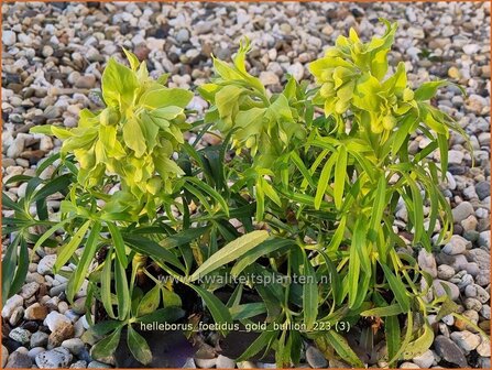 Helleborus foetidus 'Gold Bullion' | Stinkend nieskruid, Nieskruid | Palmblatt-Nieswurz | Stinking Hellebore