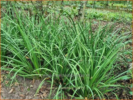 Libertia grandiflora | Nieuw-Zeelandse iris | Neuseeland Iris | New Zealand Satin Flower