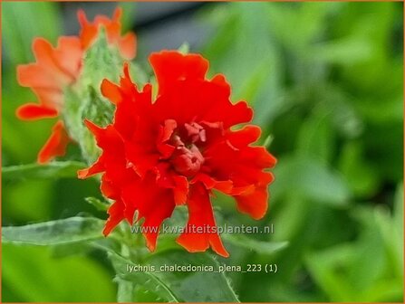 Lychnis chalcedonica &#039;Plena&#039; | Brandende liefde | Brennende Liebe | Maltese Cross