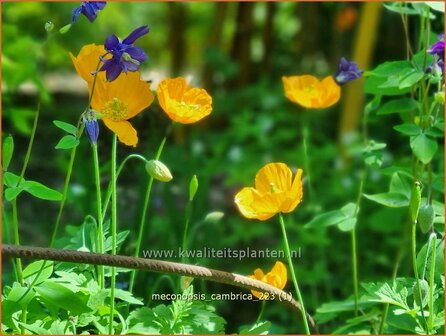 Meconopsis cambrica | Schijnpapaver | Kambrischer Scheinmohn | Himalayan Poppyq