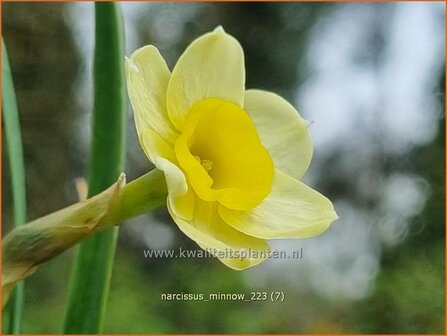 Narcissus &#039;Minnow&#039; | Narcis | Alpenveilchenartige Narzisse | Daffodil