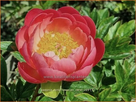 Paeonia &#039;Pink Hawaiian Coral&#039; | Pioenroos | Pfingstrose | Peony