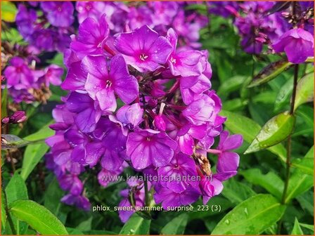 Phlox &#039;Sweet Summer Surprise&#039; | Hoge vlambloem, Vlambloem, Flox, Floks | Hohe Flammenblume | Border Phlox