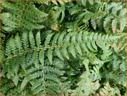 Polystichum aculeatum | Stijve naaldvaren, Naaldvaren | Dorniger Schildfarn | Hard Shield Fern