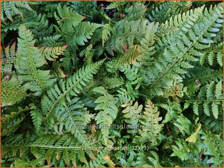 Polystichum aculeatum | Stijve naaldvaren, Naaldvaren | Dorniger Schildfarn | Hard Shield Fern