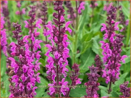 Salvia nemorosa 'Bumbleberry' | Bossalie, Salie, Salvia | Steppensalbei | Woodland Sage