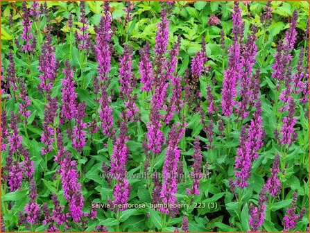 Salvia nemorosa 'Bumbleberry' | Bossalie, Salie, Salvia | Steppensalbei | Woodland Sage