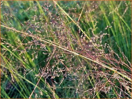 Sporobolus airoides | Prairiedropzaad, Parelgras | Alkali-Fallsamengras | Alkali Sacaton