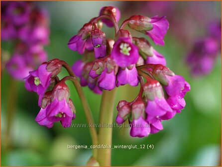 Bergenia cordifolia &#039;Winterglow&#039; | Schoenlappersplant, Olifantsoor | Altai-Bergenie | Heart-Leaf Bergenia