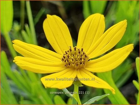 Coreopsis palmata | Meisjesogen | Handformbl&auml;ttriges M&auml;dchenauge