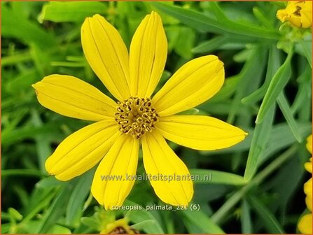 Coreopsis palmata | Meisjesogen | Handformbl&auml;ttriges M&auml;dchenauge