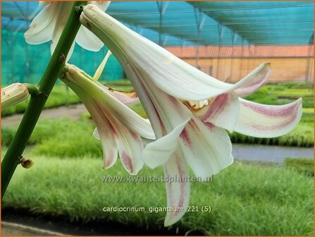 Cardiocrinum giganteum | Himalaya-lelie, Reuzenlelie | Himalaya-Riesenlilie | Giant Himalayan Lily