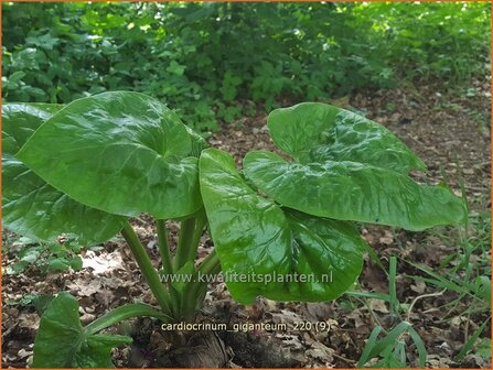 Cardiocrinum giganteum | Himalaya-lelie, Reuzenlelie | Himalaya-Riesenlilie | Giant Himalayan Lily