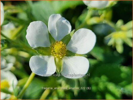 Fragaria ananassa &#039;Ananas&#039; | Tuinaardbei, Aardbei | Garten-Erdbeere | Garden Strawberry