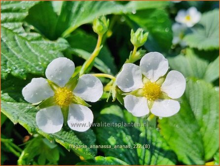 Fragaria ananassa &#039;Ananas&#039; | Tuinaardbei, Aardbei | Garten-Erdbeere | Garden Strawberry