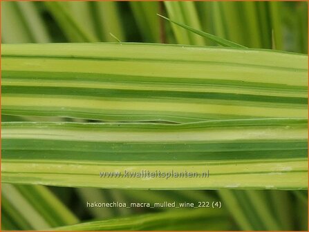 Hakonechloa macra &#039;Mulled Wine&#039; | Japans bosgras, Japans siergras | Berggras | Forest Grass