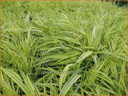 Hakonechloa macra &#039;Mulled Wine&#039; | Japans bosgras, Japans siergras | Berggras | Forest Grass