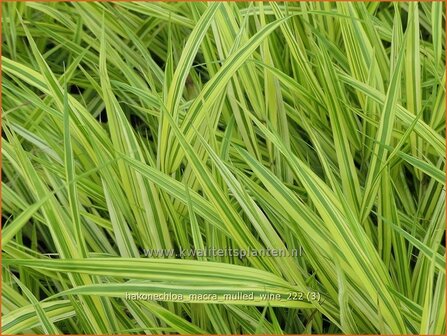 Hakonechloa macra &#039;Mulled Wine&#039; | Japans bosgras, Japans siergras | Berggras | Forest Grass