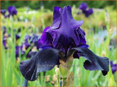 Iris germanica &#039;Black Taffeta&#039; | Baardiris, Duitse lis, Iris, Lis | Hohe Bart-Schwertlilie | German Iris