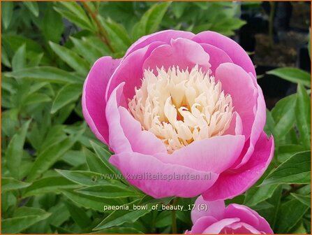 Paeonia &#039;Bowl of Beauty&#039; | Pioenroos | Pfingstrose | Peony