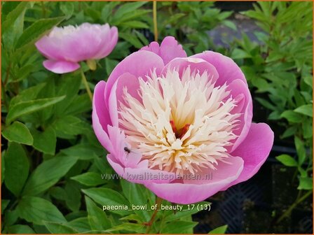 Paeonia &#039;Bowl of Beauty&#039; | Pioenroos | Pfingstrose | Peony