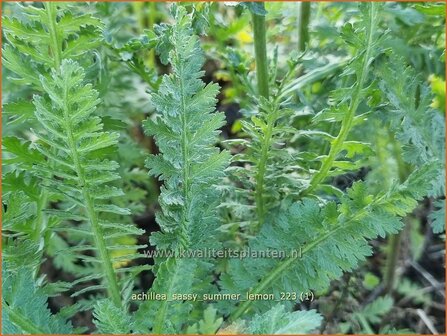 Achillea &#039;Sassy Summer Lemon&#039; | Duizendblad | Garbe | Yarrow