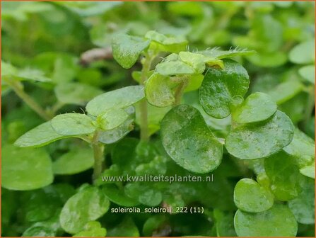 Soleirolia soleirolii | Slaapkamergeluk | Bubikopf | Baby&rsquo;s Tears