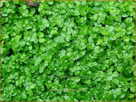 Soleirolia soleirolii | Slaapkamergeluk | Bubikopf | Baby&rsquo;s Tears