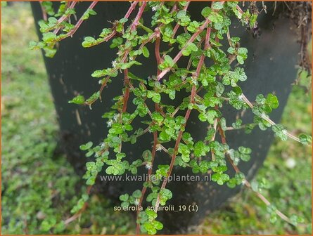 Soleirolia soleirolii | Slaapkamergeluk | Bubikopf | Baby&rsquo;s Tears