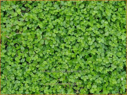 Soleirolia soleirolii | Slaapkamergeluk | Bubikopf | Baby&rsquo;s Tears