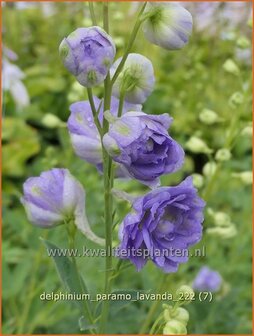 Delphinium &#039;Paramo Lavanda&#039;