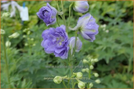 Delphinium &#039;Paramo Lavanda&#039;