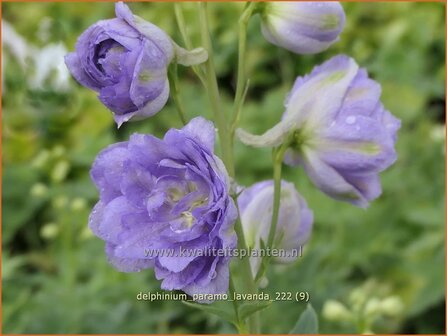 Delphinium &#039;Paramo Lavanda&#039;