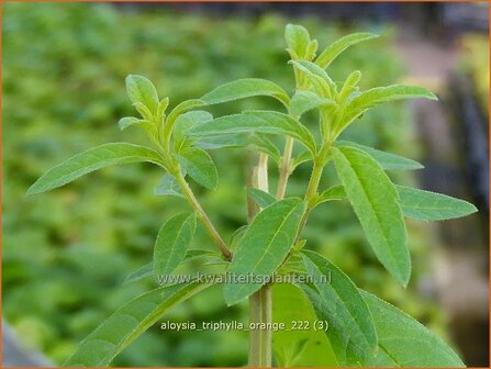 Aloysia triphylla 'Orange' | Sinaasappelverbena, Citroenverbena | Orangenverbena | Orange Beebrush