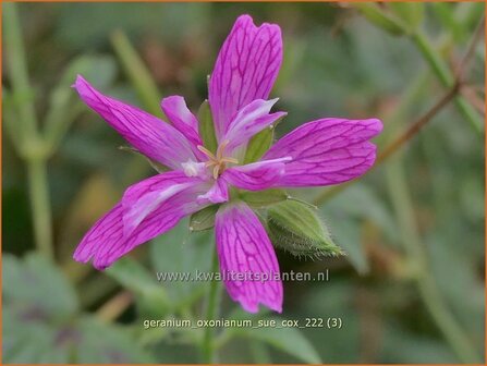 Geranium oxonianum &#039;Sue Cox&#039; | Basterd-ooievaarsbek, Ooievaarsbek, Tuingeranium, Geranium | Oxford-Storchschnabel